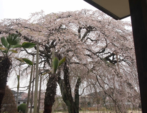 令和８年４月５日　本日も校舎開放有ります！(10時～15時)　昼「杵原学校の大枝垂れ桜の様子」　落花盛ん　ー５分～