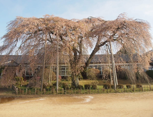 令和８年４月６日　朝「杵原学校の大枝垂れ桜の様子」　落花盛ん　ー５分～