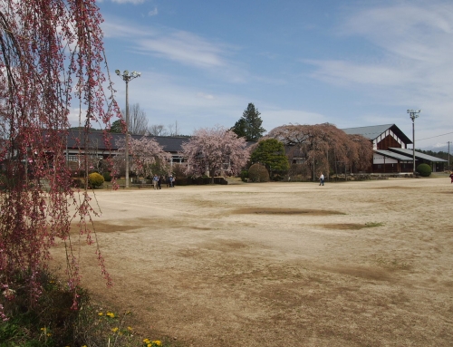令和８年４月６日　昼「杵原学校の大枝垂れ桜の様子」　落花盛ん　ー５分～
