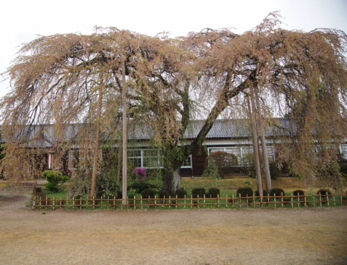 令和５年４月７日 散りはて(９分～)「杵原学校の大垂れ桜の様子」