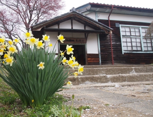 令和８年４月７日　朝「杵原学校の大枝垂れ桜の様子」　落花盛ん　ー５分～