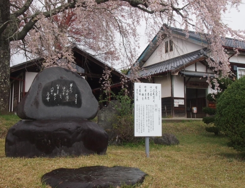 令和８年４月７日　昼「杵原学校の大枝垂れ桜の様子」　落花盛ん　ー５分～