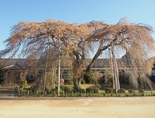 令和８年４月８日　朝「杵原学校の大枝垂れ桜の様子」　落花盛ん　ー５分～