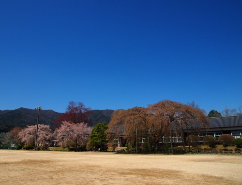 令和８年４月８日　昼「杵原学校の大枝垂れ桜の様子」　落花盛ん　ー５分～