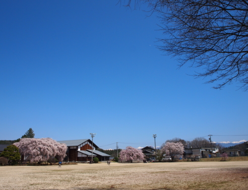 令和４年４月８日 昼 満開２日目 「杵原学校の大枝垂れ桜の様子」