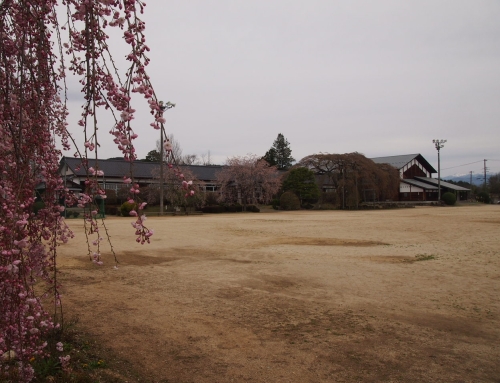 令和８年４月９日　昼「杵原学校の大枝垂れ桜の様子」　落花盛ん　ー５分～