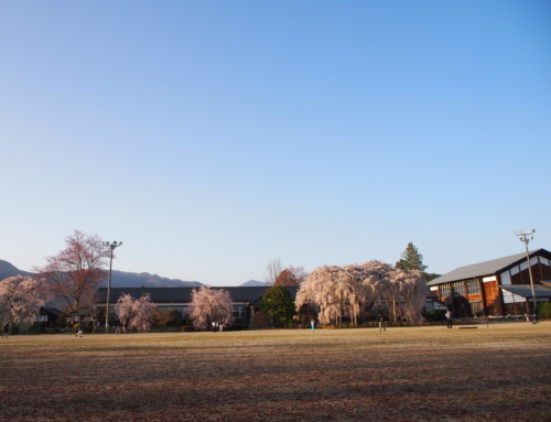 令和４年４月９日 午後 「杵原学校の大枝垂れ桜の様子」