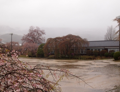 令和８年４月１０日　朝「杵原学校の大枝垂れ桜の様子」　散りはて　ー９分～