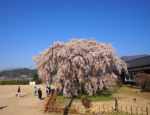 令和４年４月１０日 朝 「杵原学校の大枝垂れ桜の様子」