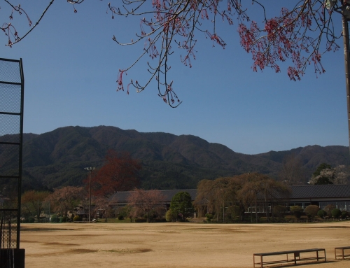 令和８年４月１１日　午後「杵原学校の大枝垂れ桜の様子」　散りはて　ー９分～