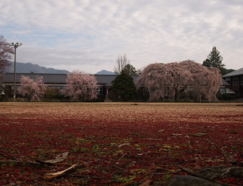令和６年４月１２日「杵原学校の大枝垂れ桜の様子」落花盛ん　ー５分～
