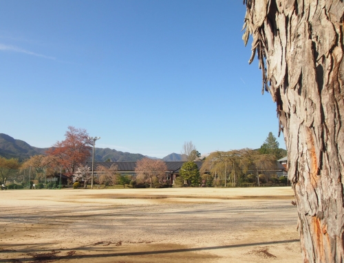 令和８年４月１２日　午後「杵原学校の大枝垂れ桜の様子」　散りはて　ー９分～