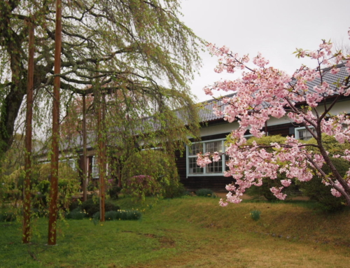 令和５年４月１５日 葉桜になりました 「杵原学校の大垂れ桜の様子」