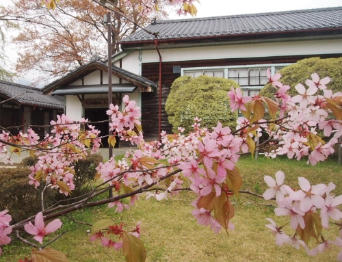 令和８年４月１５日　朝「杵原学校の大枝垂れ桜の様子」　散りはて　ー９分～